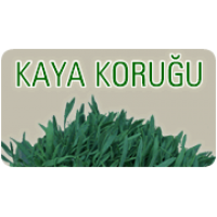 Kaya Koruğu ve Turşusu