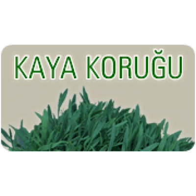Kaya Koruğu ve Turşusu